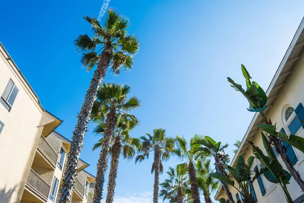 Palme a San Diego — Foto Stock