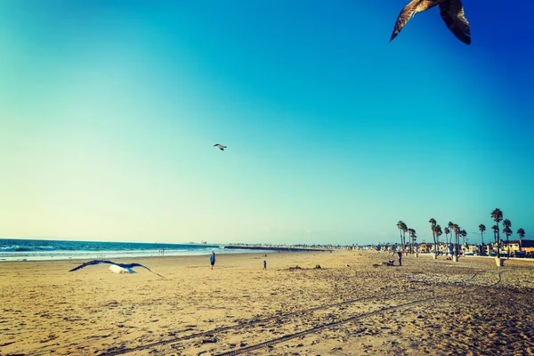 Måsarna flyger i Newport Beach — Stockfoto