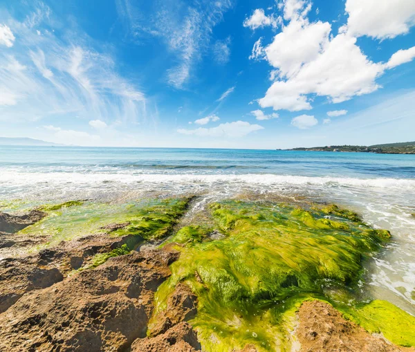 Algas marinhas em Le Bombarde praia — Fotografia de Stock