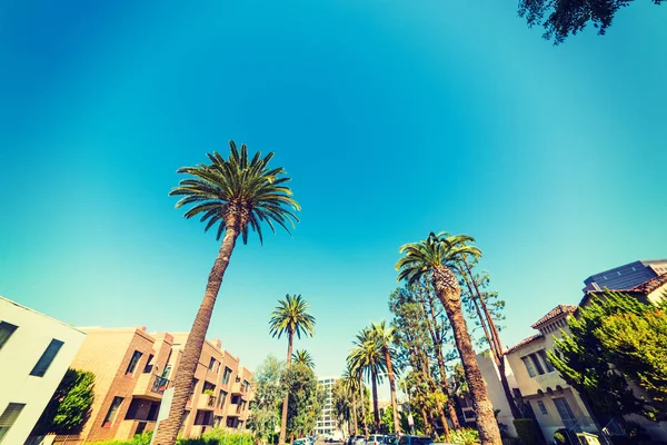 Palmy w Beverly Hills — Zdjęcie stockowe