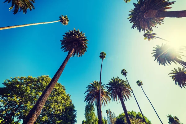 Beverly Hills uzun palmiye ağaçları — Stok fotoğraf