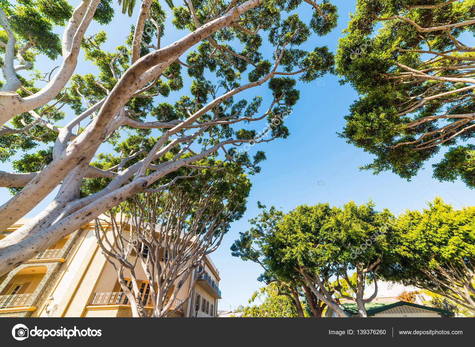 Trees in Laguna Beach Stock Photo by ©AlKan32 139376260