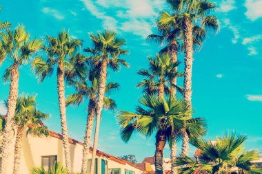 La Jolla palmiye ağaçlarında