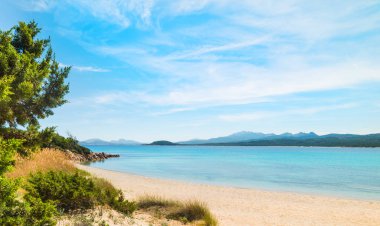 La Celvia Beach, Sardunya bitkiler