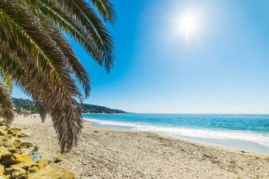 Palmiye ağacı Laguna Beach