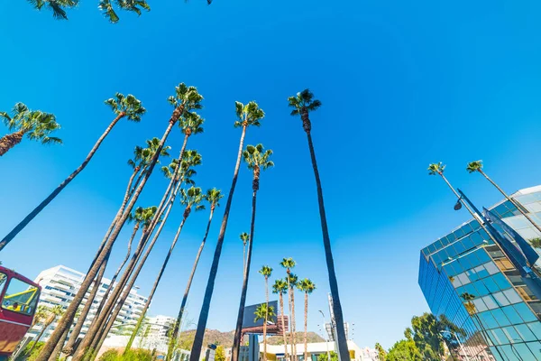 Palm trees in Hollywood Boulevard — Stock Photo, Image