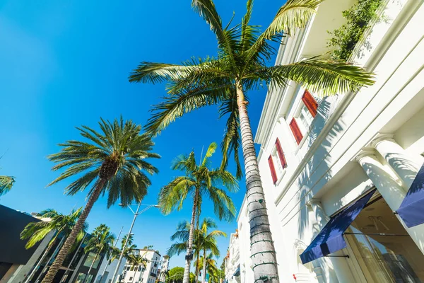 Palmas em Rodeo Drive — Fotografia de Stock