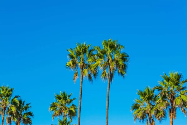 Пальмы Лос-Анджелеса . — стоковое фото
