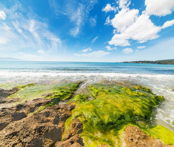 Alghe nella spiaggia di Le Bombarde — Foto Stock