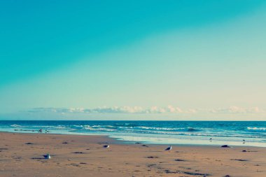 Martılar Newport Beach deniz