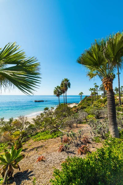 Palmiye ağaçları Laguna Beach — Stok fotoğraf
