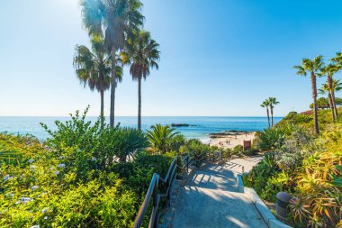 palmiye ağaçları Laguna Beach