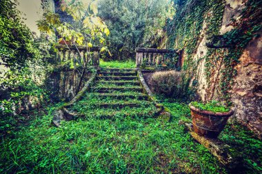 Terk edilmiş bir bahçe merdiven