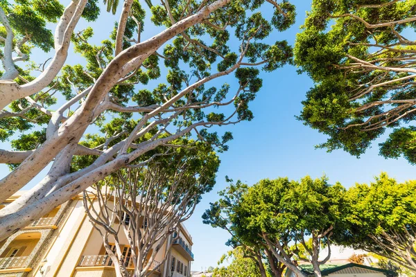 Stromy v Laguna Beach — Stock fotografie