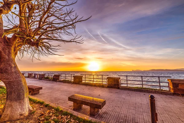 Alghero sahil ağacında