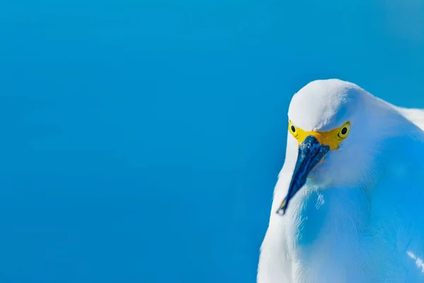 Snowy egret vooraanzicht — Stockfoto