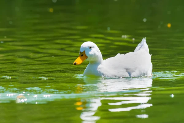 Nadando en un estanque verde — Foto de Stock