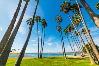 Palm trees in San Diego shoreline clipart