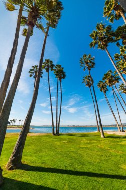 San Diego'da palmiye ağaçları