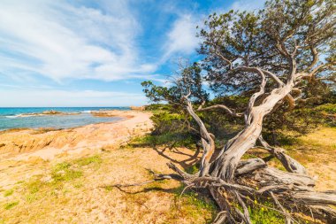 Çam ağacı Porto Liccia shore tarafından