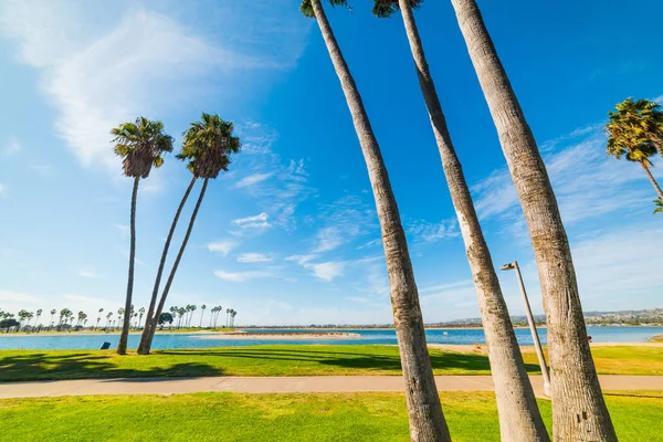 Palm trees in Mission Bay — Stock Photo, Image