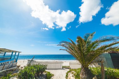 Alghero'da denizin kenarında palmiye ağacı