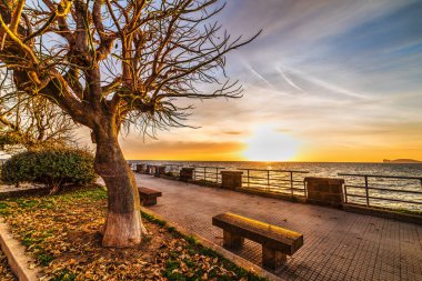 Alghero deniz ağacı