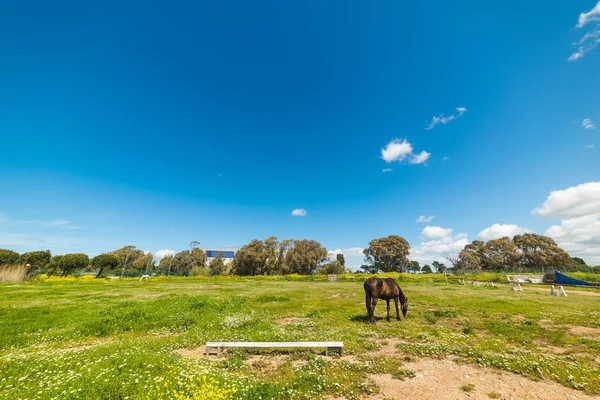 Braunes Pferd in einem grünen Feld — Stockfoto