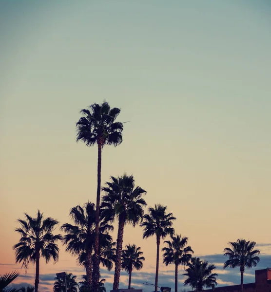 Palm trees in Los Angeles — Stock Photo, Image
