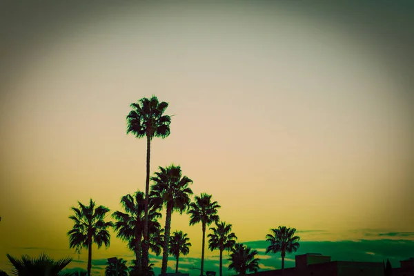 Palmen bei Sonnenuntergang in los angeles — Stockfoto
