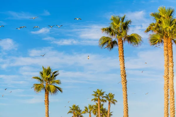 Palm trees and seagulls in San Diego — Stock Photo, Image