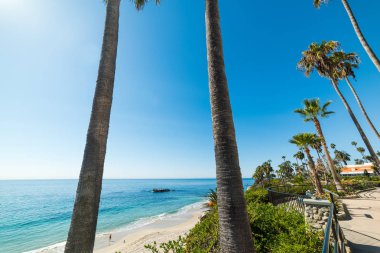 palmiye ağaçları Laguna Beach