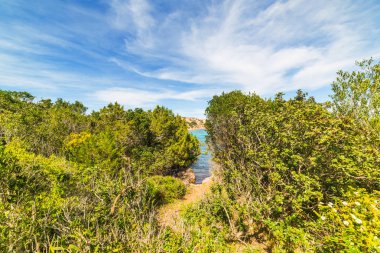 Costa Smeralda bitkilerde