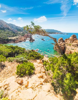 Bitkiler ve Costa Paradiso kayalarda