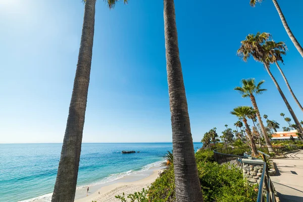 palmiye ağaçları Laguna Beach