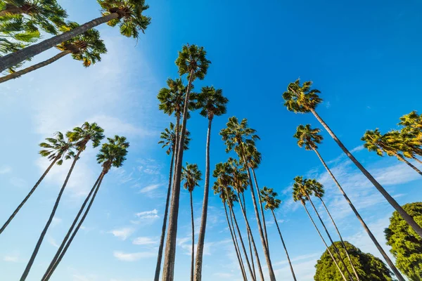 Mission Bay palmiye ağaçlarında — Stok fotoğraf