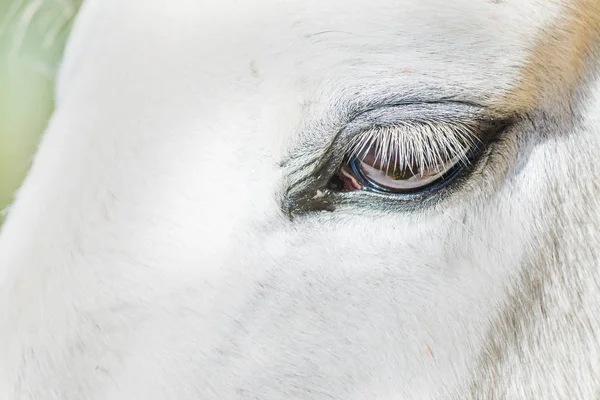 Ojo de caballo blanco — Foto de Stock