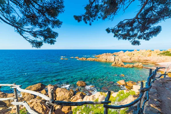 Pine tree van de kust in Sardinië — Stockfoto