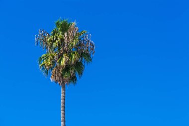 Mavi gökyüzünün altındaki palmiye ağacı