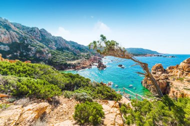 Costa Paradiso çam ağacı ve mavi denizde