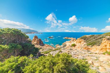 Costa Paradiso yeşil bitkilerde