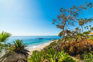 Laguna Beach bitkilerde