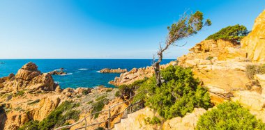 Costa Paradiso çam ağacı