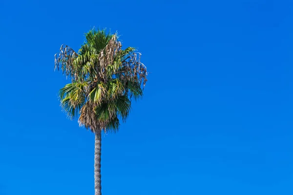 Palmer under blå himmel — Stockfoto