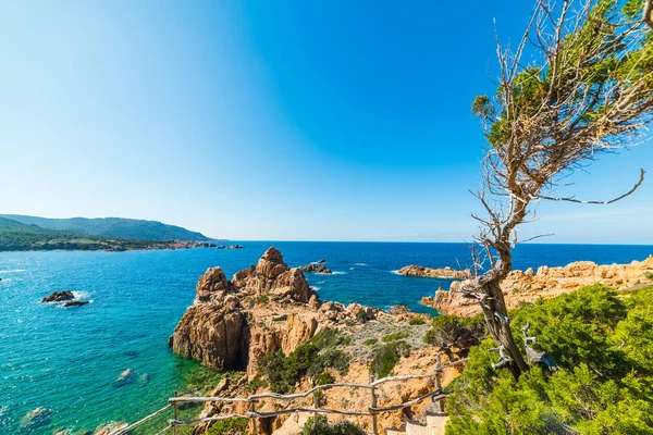 Small pine tree by the sea — Stock Photo, Image