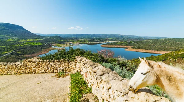 Cavalo branco perto do lago Temo — Fotografia de Stock