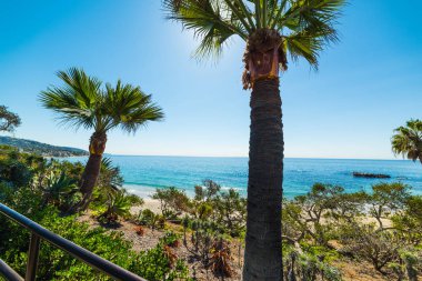 palmiye ağaçları Laguna Beach