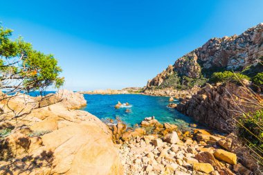 kayalar ve Sardunya bitkilerde