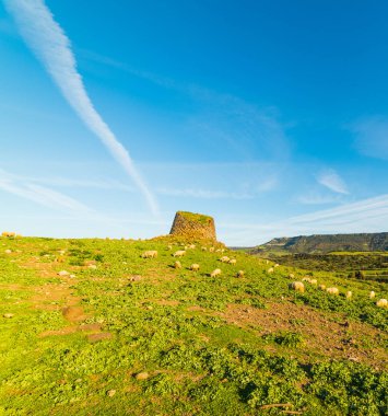 Koyun bir Nuraghe tarafından