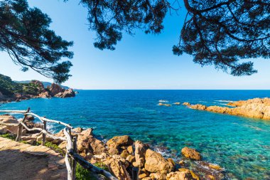 Costa Paradiso çam ağaçları